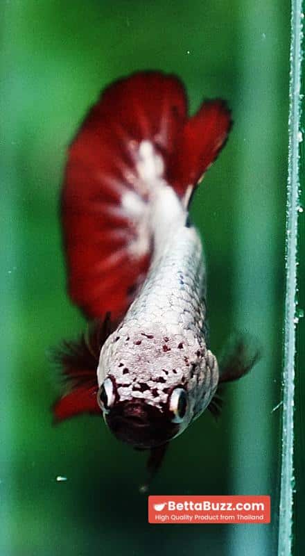 Betta fish Red Samurai HMPK - Image 8