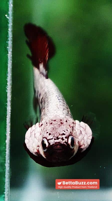 Betta fish Red Samurai HMPK - Image 9