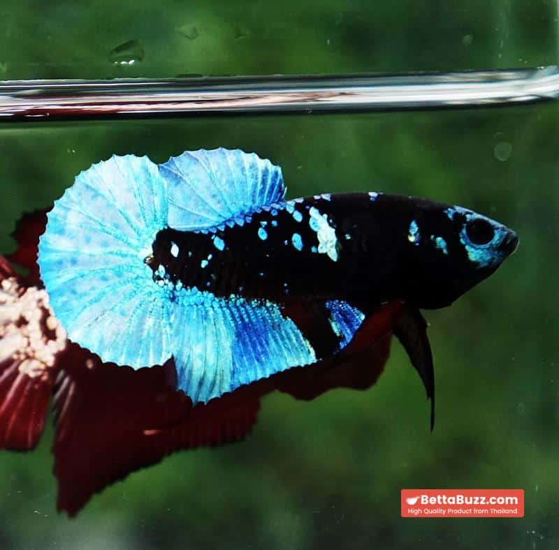 Betta fish Helmet Blue Black Star Avatar HMPK - Image 4