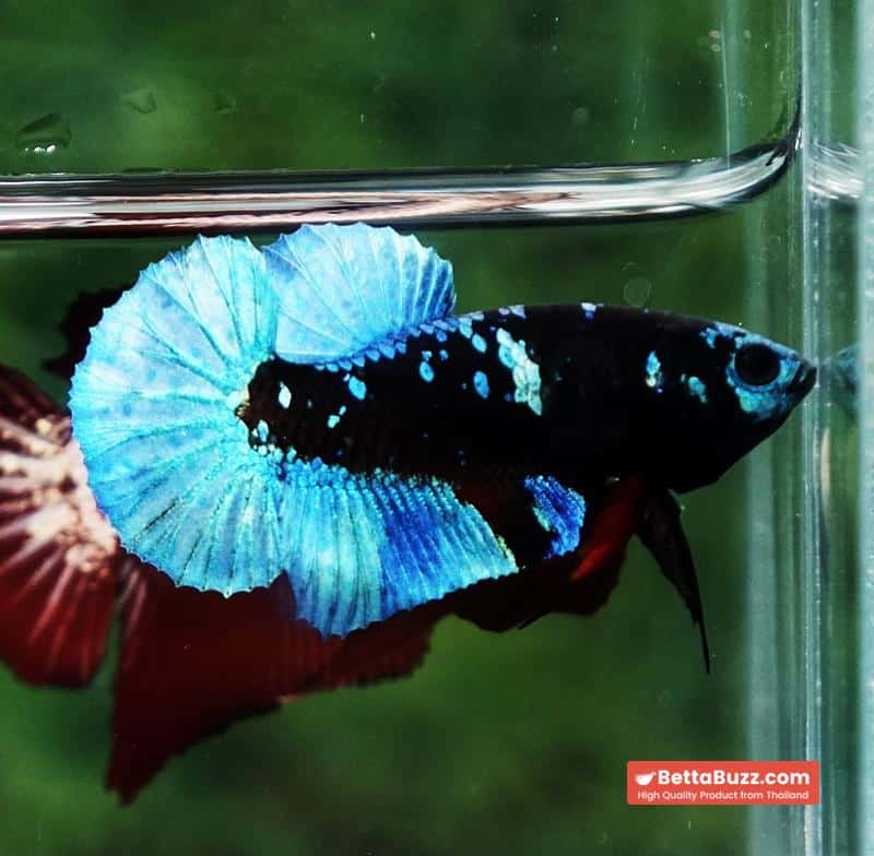 Betta fish Helmet Blue Black Star Avatar HMPK - Image 6