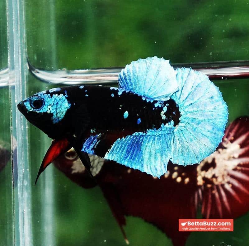 Betta fish Helmet Blue Black Star Avatar HMPK - Image 3