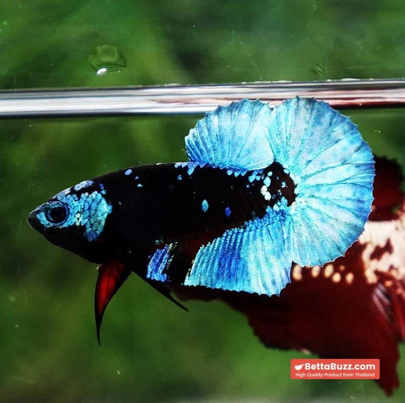 Betta fish Helmet Blue Black Star Avatar HMPK - Image 5