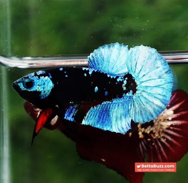 Betta fish Helmet Blue Black Star Avatar HMPK - Image 7