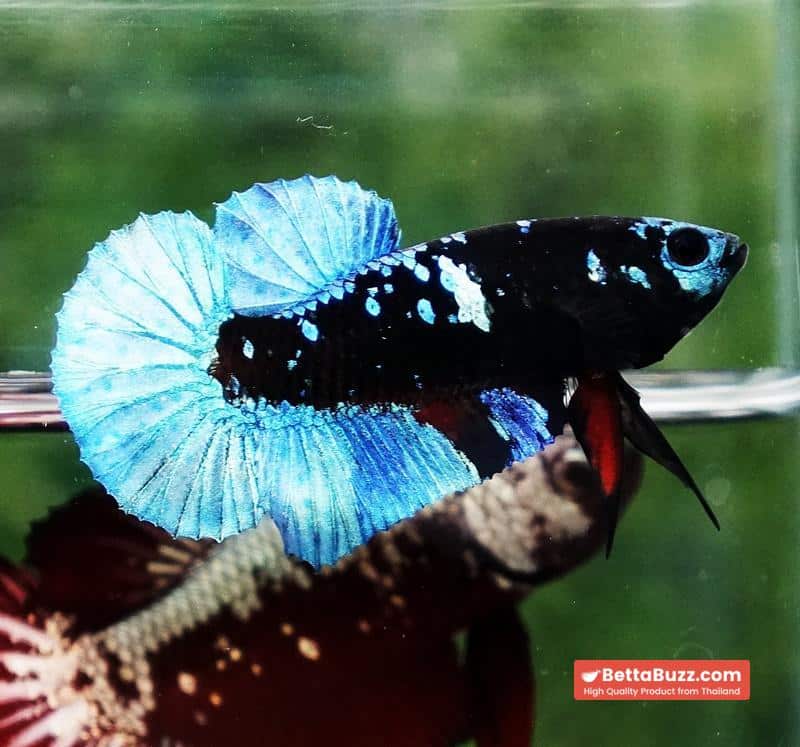 Betta fish Helmet Blue Black Star Avatar HMPK - Image 2