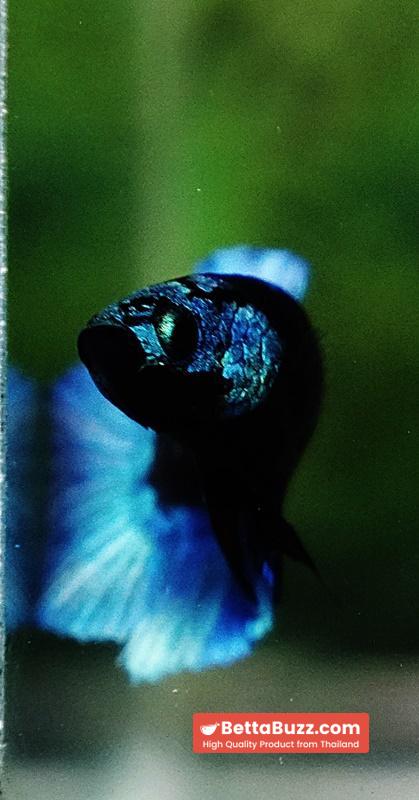 Betta fish Helmet Blue Black Star Avatar HMPK - Image 8