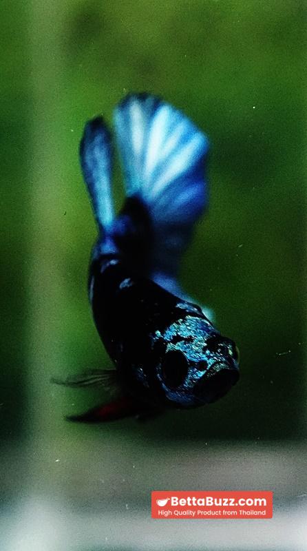 Betta fish Helmet Blue Black Star Avatar HMPK - Image 9