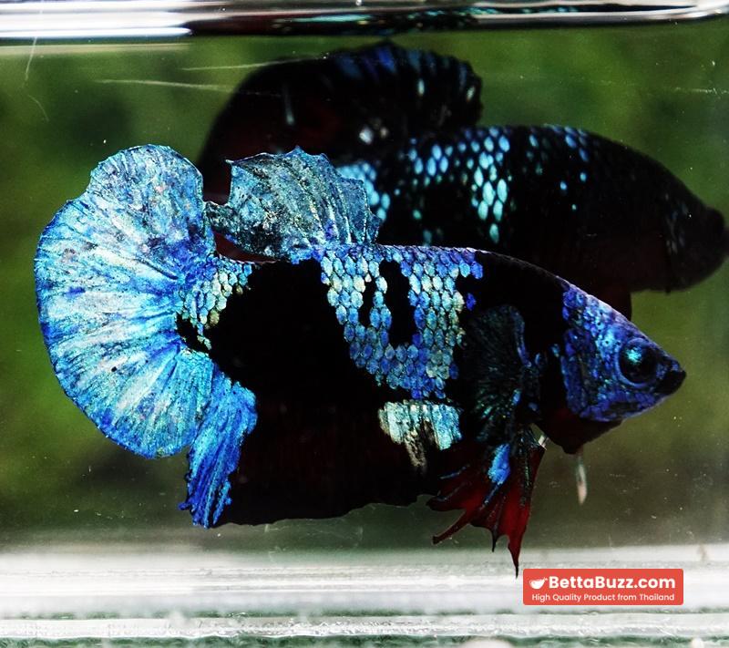 Betta fish Avatar Blue Black Star HMPK - Image 3