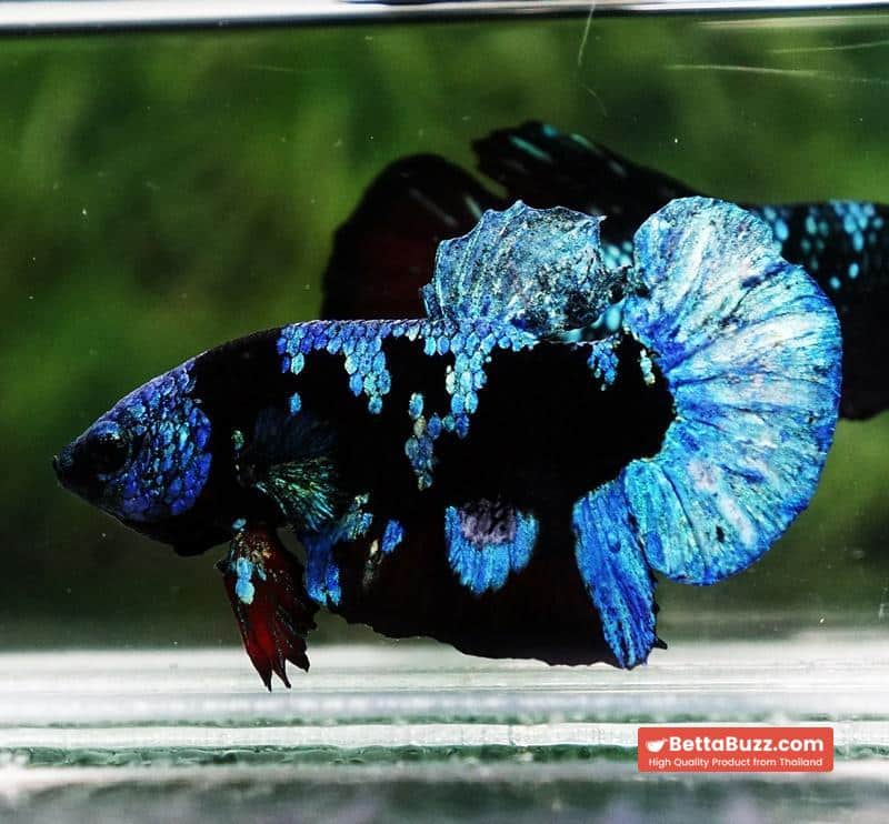 Betta fish Avatar Blue Black Star HMPK - Image 4