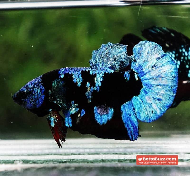 Betta fish Avatar Blue Black Star HMPK - Image 2