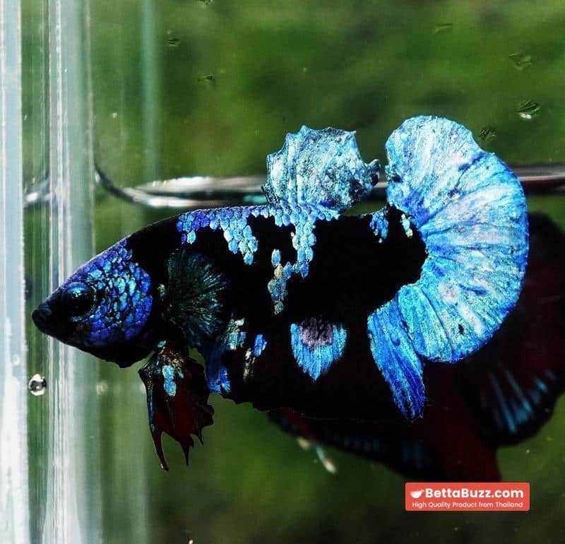 Betta fish Avatar Blue Black Star HMPK - Image 5