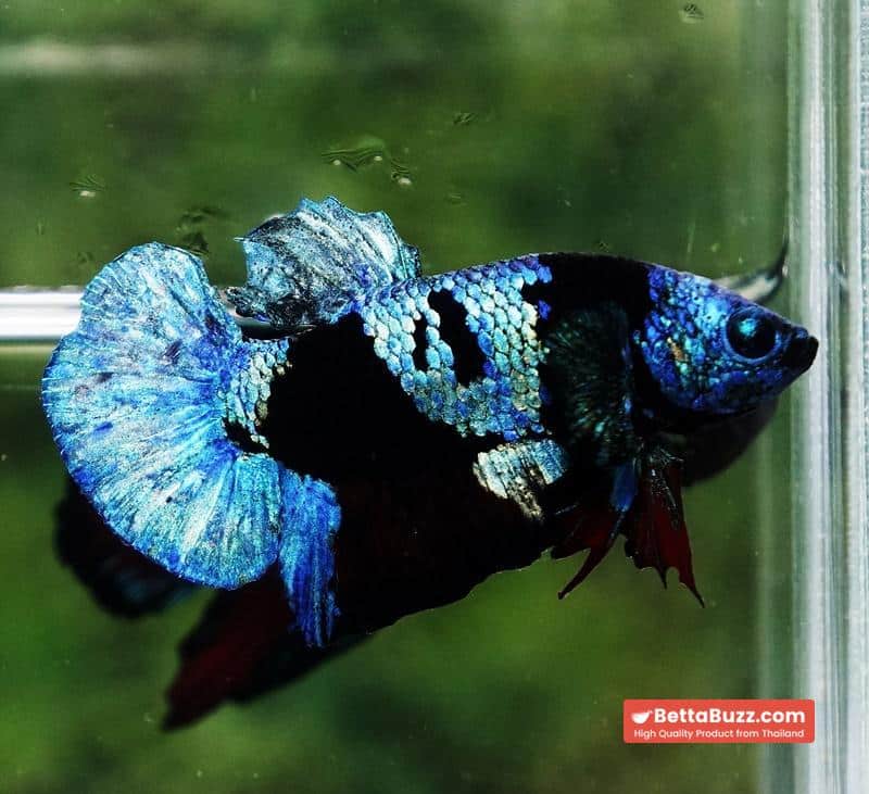 Betta fish Avatar Blue Black Star HMPK - Image 6