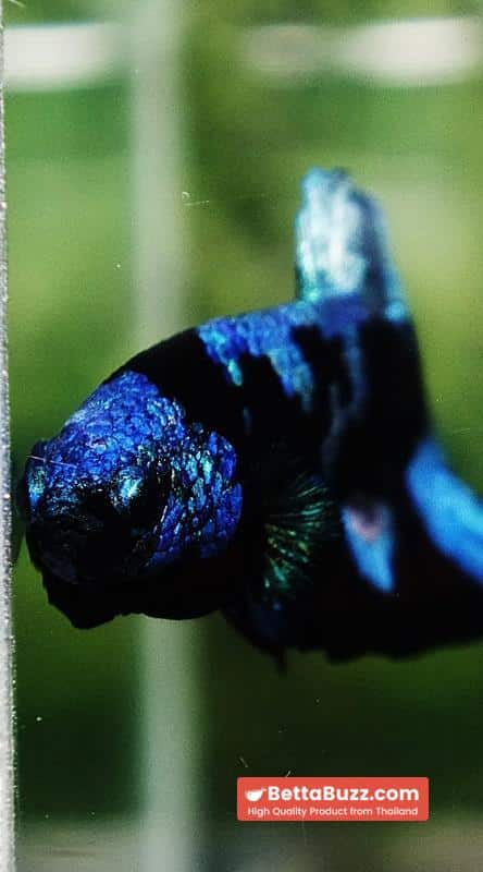 Betta fish Avatar Blue Black Star HMPK - Image 7