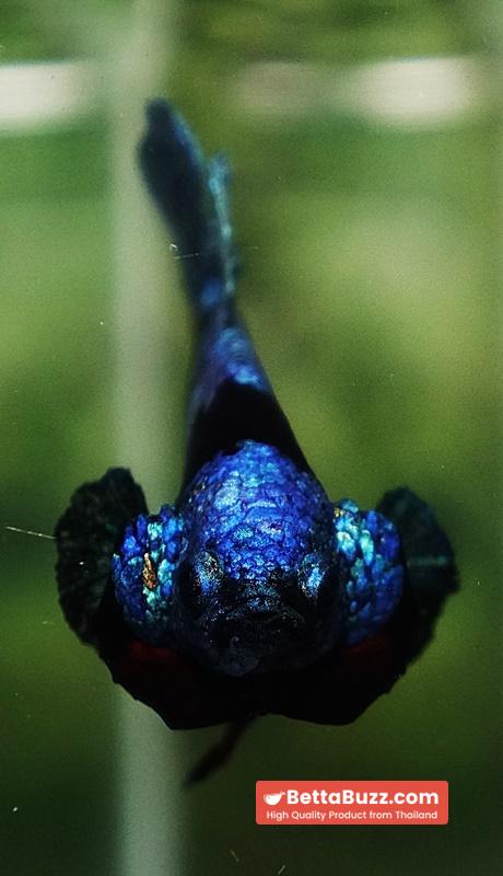 Betta fish Avatar Blue Black Star HMPK - Image 8