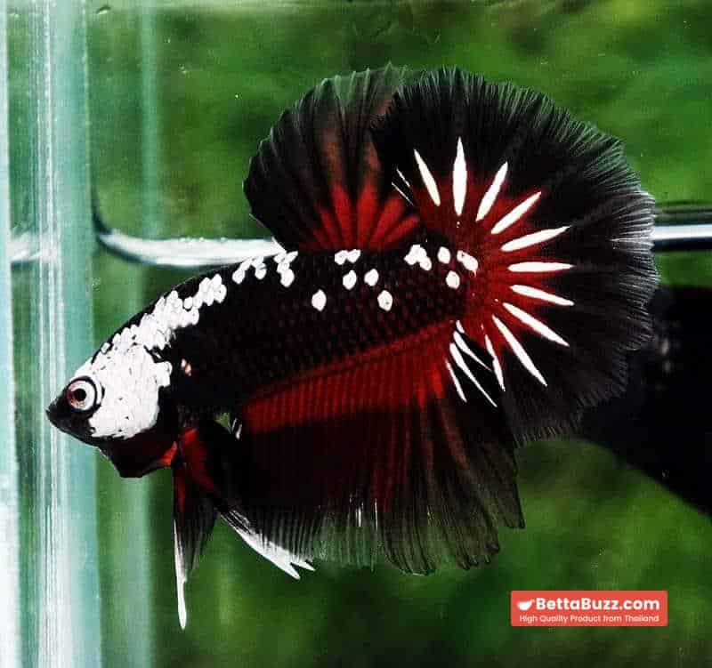 Betta fish Rare Vampire Shadow Black Samurai Butterfly OHM - Image 3