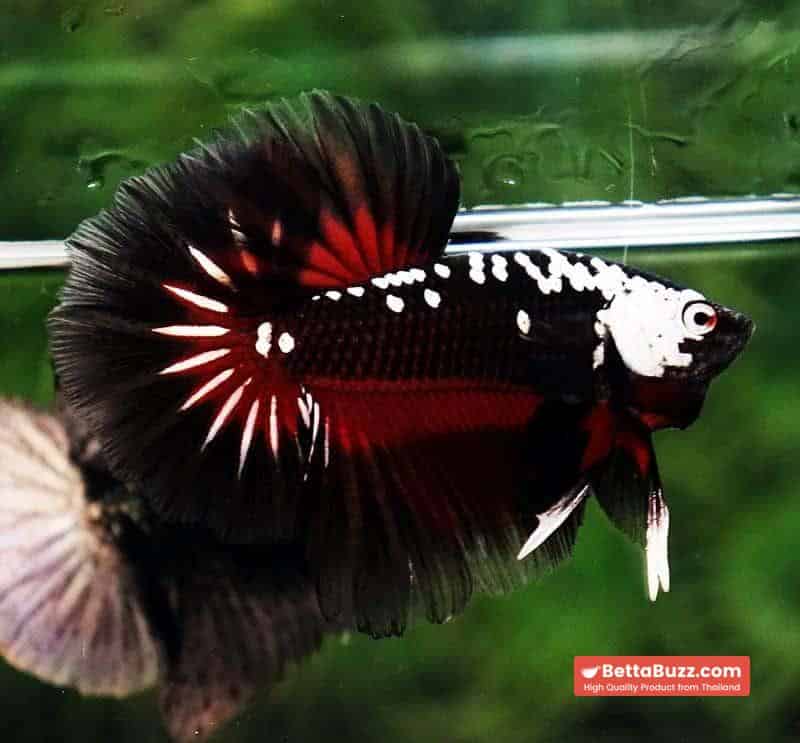 Betta fish Rare Vampire Shadow Black Samurai Butterfly OHM - Image 4