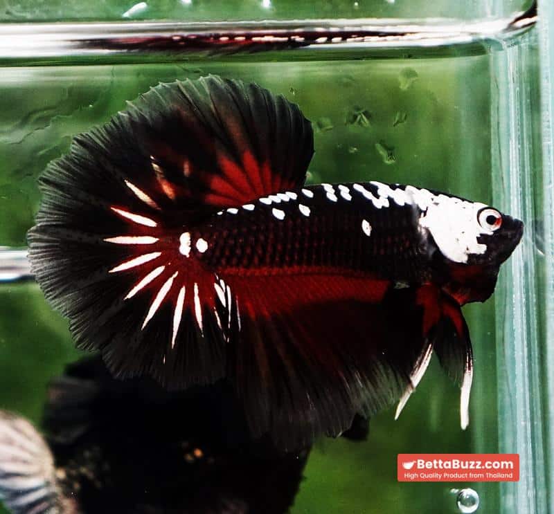 Betta fish Rare Vampire Shadow Black Samurai Butterfly OHM - Image 6