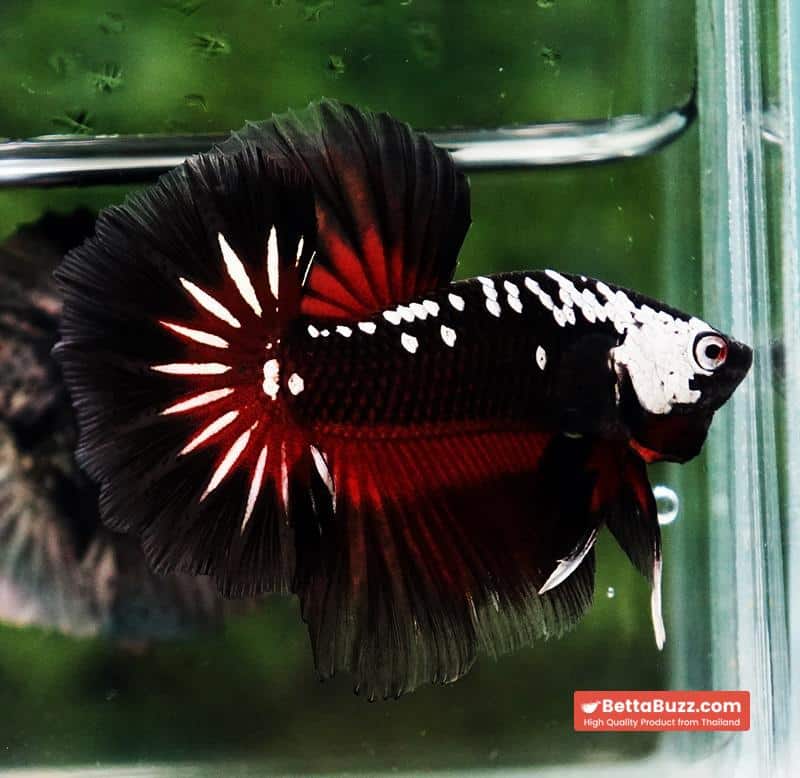 Betta fish Rare Vampire Shadow Black Samurai Butterfly OHM - Image 2