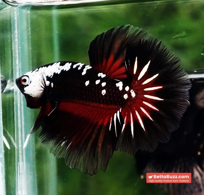Betta fish Rare Vampire Shadow Black Samurai Butterfly OHM - Image 5
