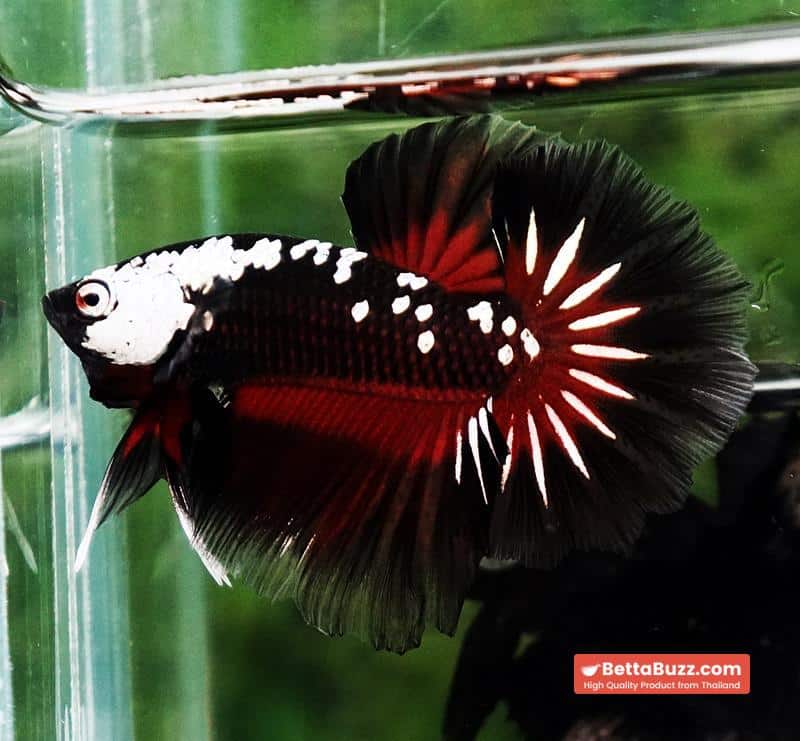 Betta fish Rare Vampire Shadow Black Samurai Butterfly OHM - Image 7