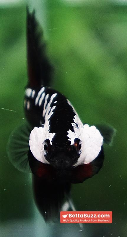 Betta fish Rare Vampire Shadow Black Samurai Butterfly OHM - Image 8