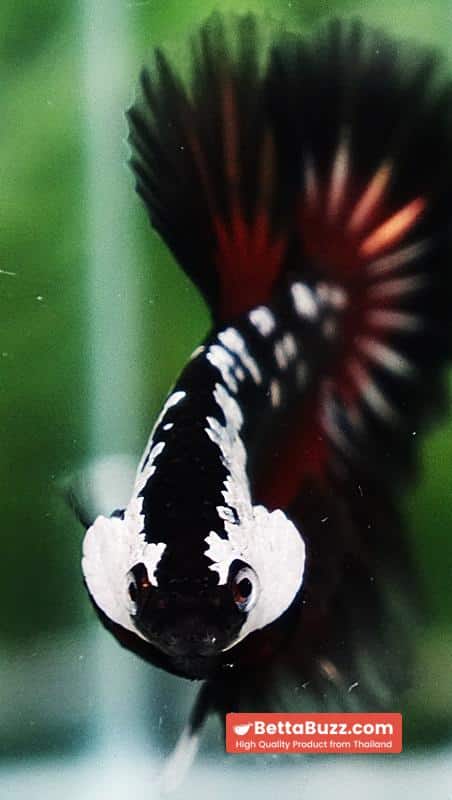 Betta fish Rare Vampire Shadow Black Samurai Butterfly OHM - Image 9