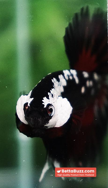 Betta fish Rare Vampire Shadow Black Samurai Butterfly OHM - Image 10