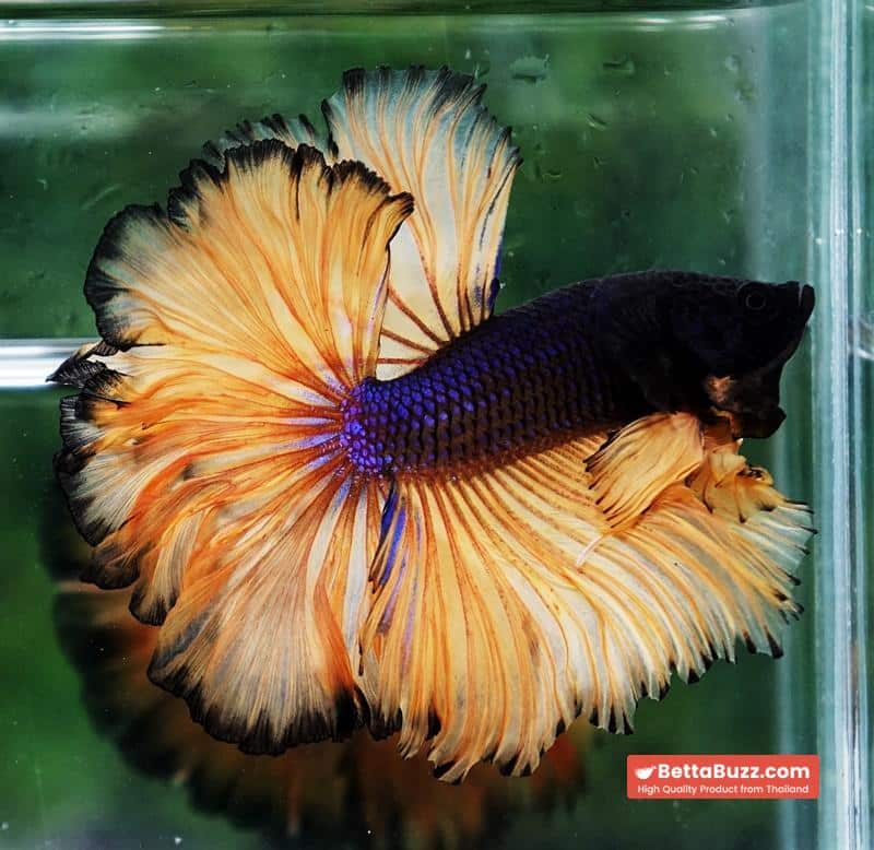 Betta fish Mustard Gas Black Pumkins Sky Hawk OHM Rosetail - Image 3