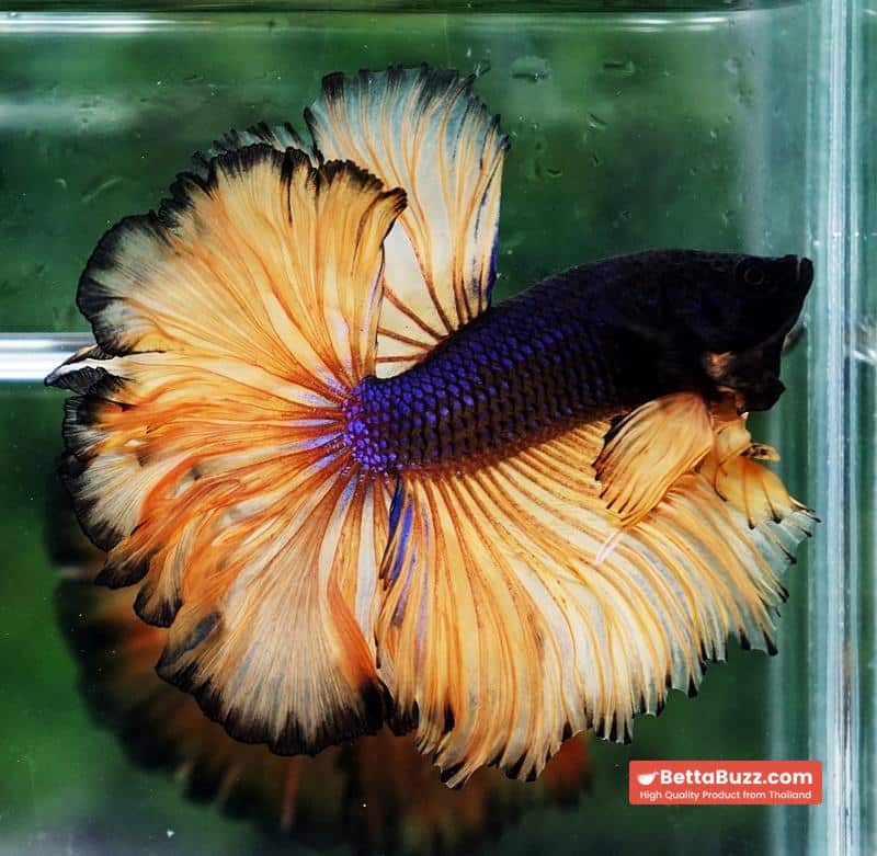 Betta fish Mustard Gas Black Pumkins Sky Hawk OHM Rosetail - Image 5