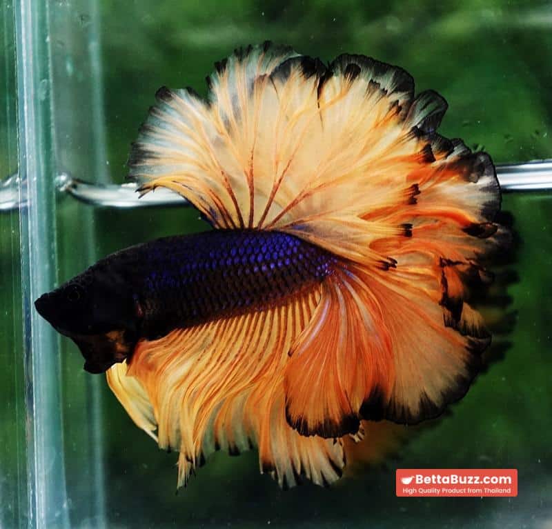 Betta fish Mustard Gas Black Pumkins Sky Hawk OHM Rosetail - Image 6
