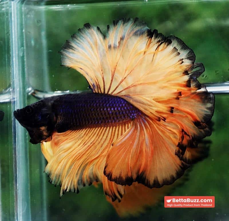 Betta fish Mustard Gas Black Pumkins Sky Hawk OHM Rosetail - Image 2