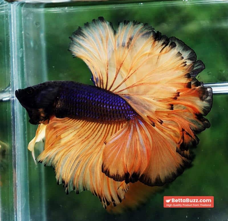 Betta fish Mustard Gas Black Pumkins Sky Hawk OHM Rosetail - Image 4