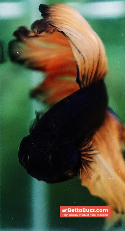 Betta fish Mustard Gas Black Pumkins Sky Hawk OHM Rosetail - Image 7
