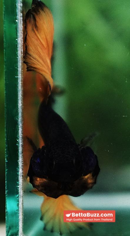Betta fish Mustard Gas Black Pumkins Sky Hawk OHM Rosetail - Image 8