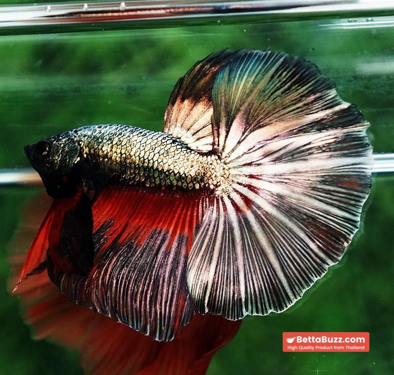 Betta fish Copper Evil Red OHM - Image 4