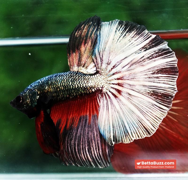 Betta fish Copper Evil Red OHM - Image 6