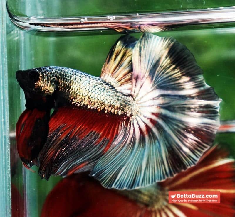 Betta fish Copper Evil Red OHM - Image 2