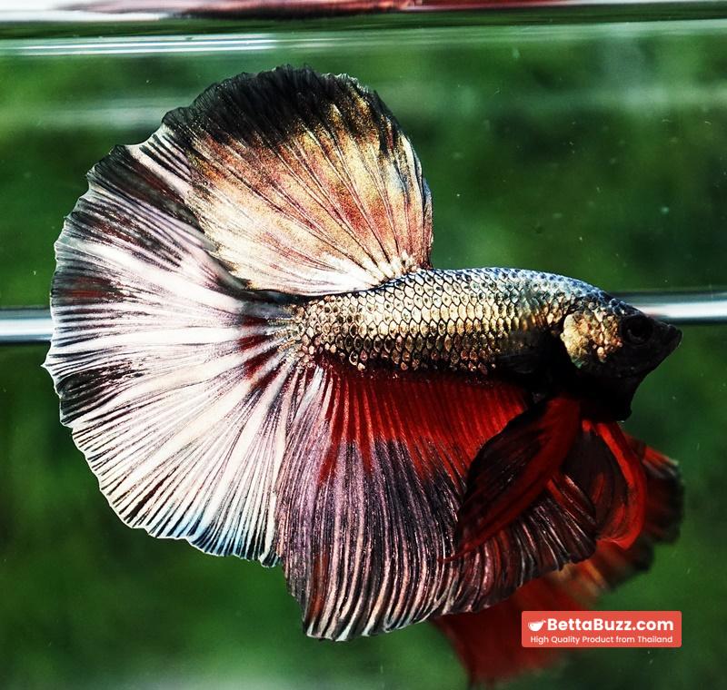 Betta fish Copper Evil Red OHM - Image 5