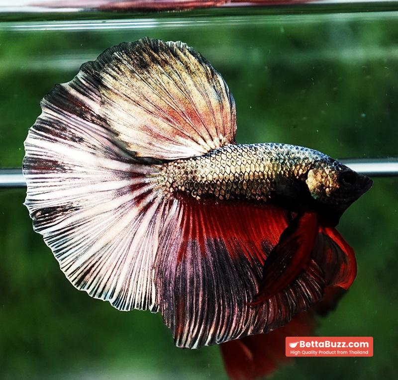 Betta fish Copper Evil Red OHM - Image 3