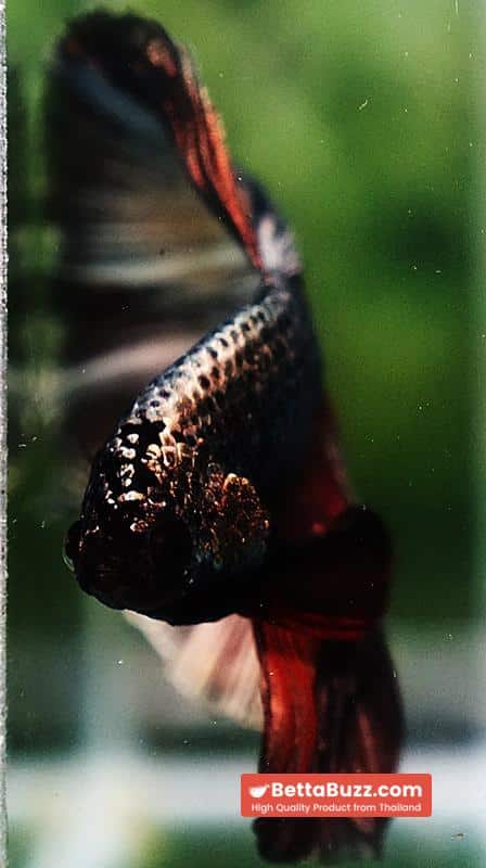 Betta fish Copper Evil Red OHM - Image 7