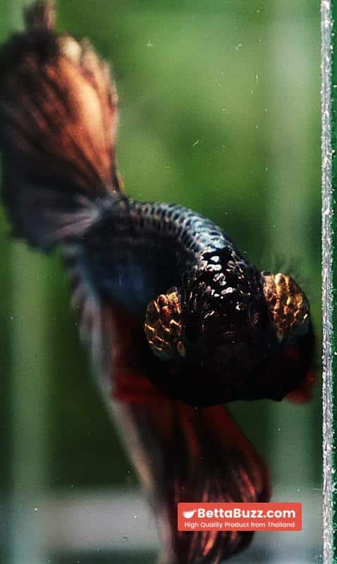 Betta fish Copper Evil Red OHM - Image 8