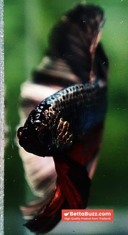 Betta fish Copper Evil Red OHM - Image 9