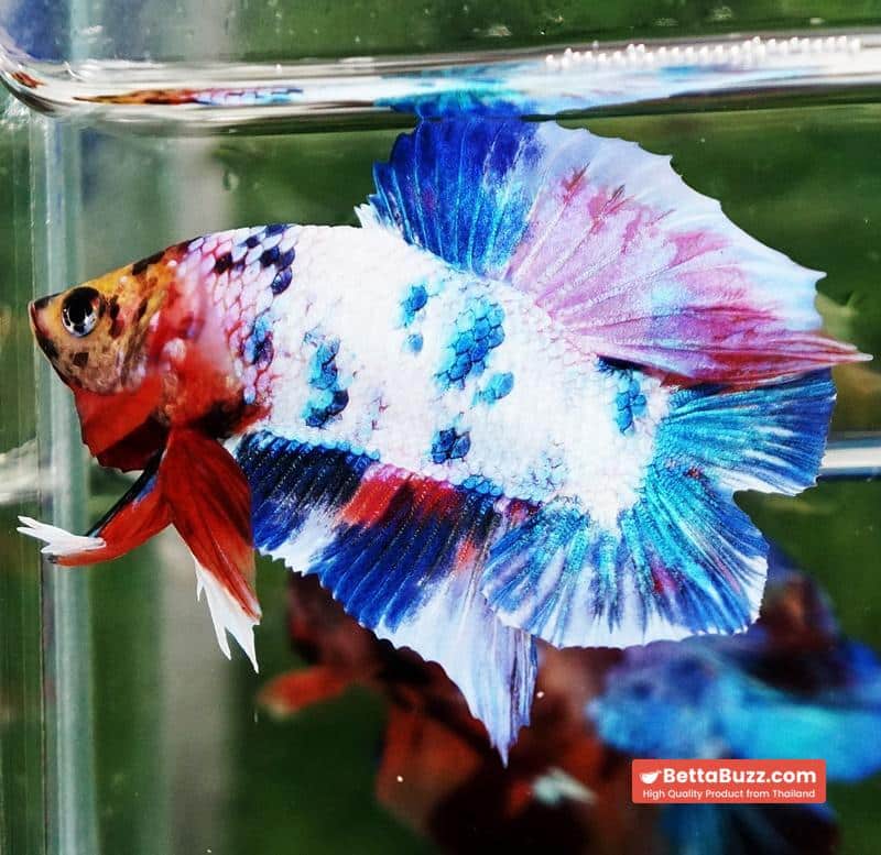 Betta fish DTPK Magical Marble Tiger Head - Image 4