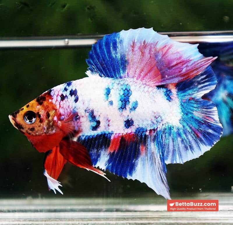 Betta fish DTPK Magical Marble Tiger Head - Image 6