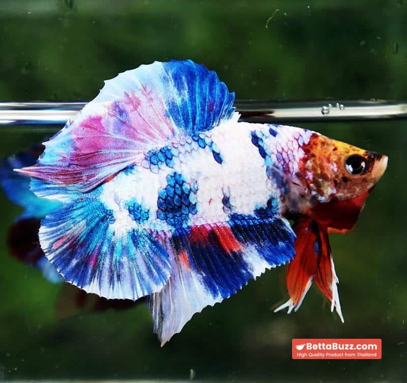 Betta fish DTPK Magical Marble Tiger Head - Image 5