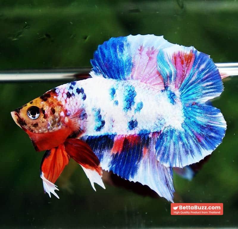 Betta fish DTPK Magical Marble Tiger Head - Image 2