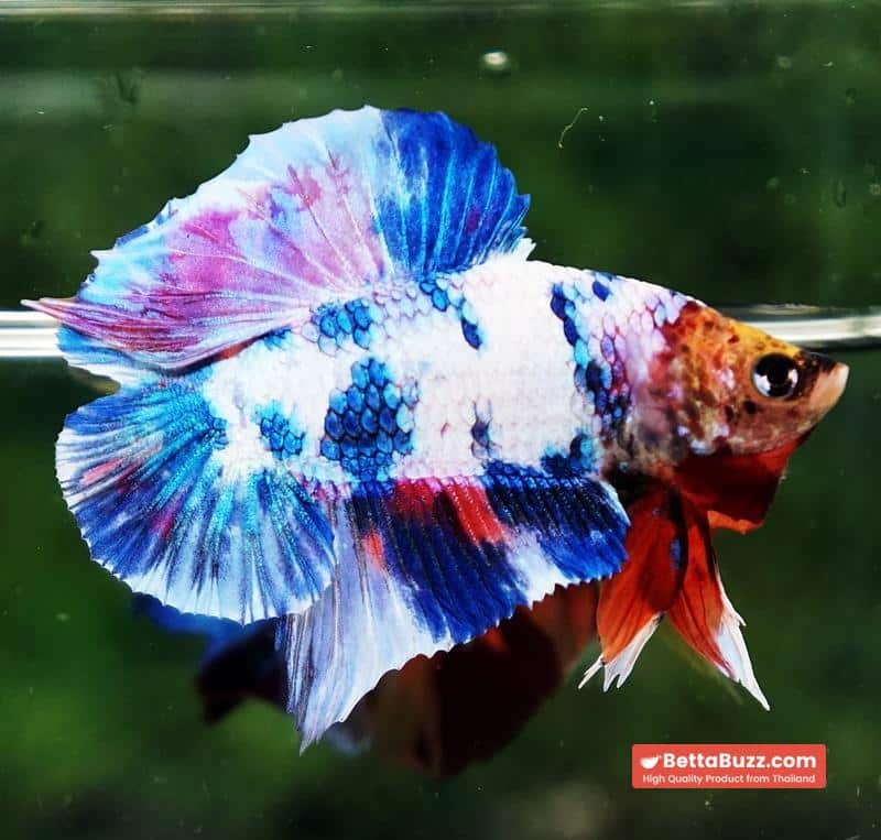 Betta fish DTPK Magical Marble Tiger Head - Image 3