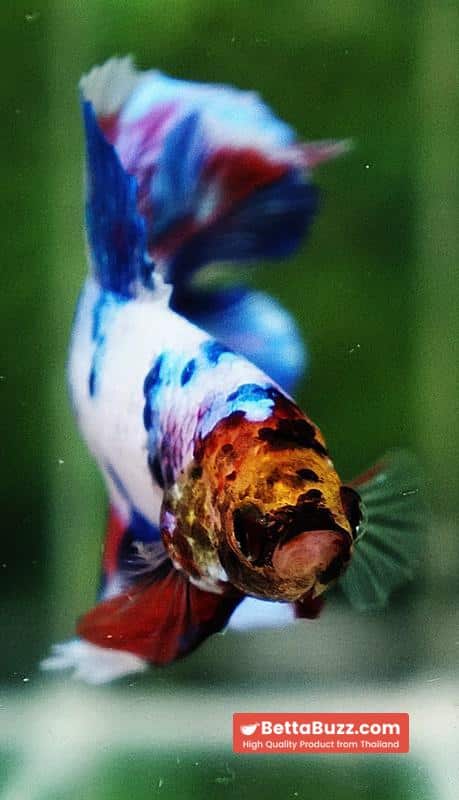 Betta fish DTPK Magical Marble Tiger Head - Image 7