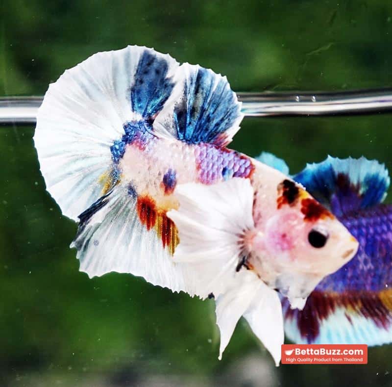 Betta fish Dumbo White Rainbow Fancy HMPK - Image 4