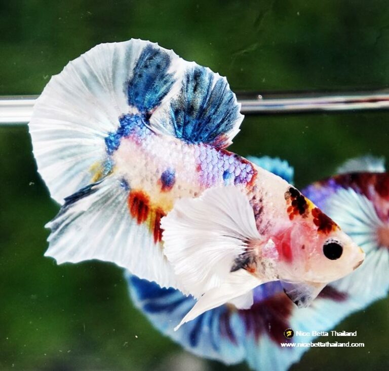 Betta fish Dumbo White Rainbow Fancy HMPK