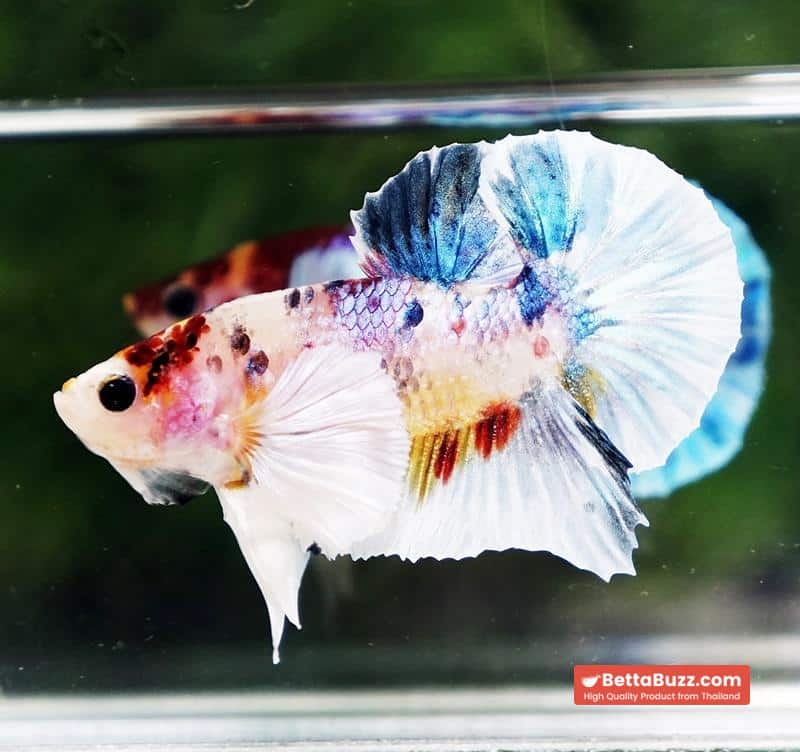 Betta fish Dumbo White Rainbow Fancy HMPK - Image 3